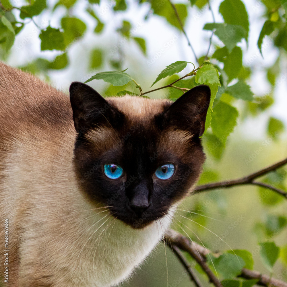 Siamese cat with blue eyes carefully looks into the camera lens while sitting on a tree