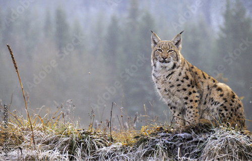 The Eurasian lynx (Lynx lynx) is a precious beast of the Slovak Carpathians