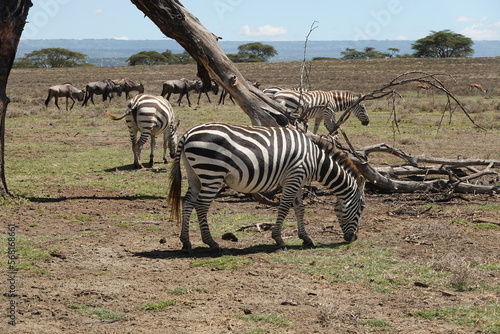 Kenya - Lake Naivasha - Crescent Island - zebra  wildebeest