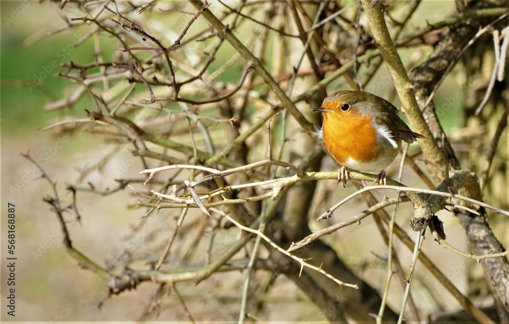 Cute little bird on the branch Cute little bird on the branch