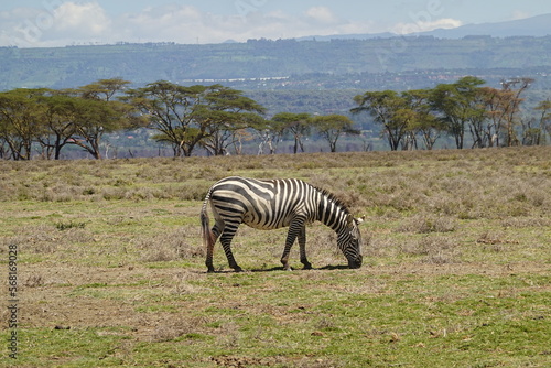 Kenya - Lake Naivasha - Crescent Island - Zebra  