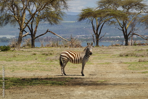 Kenya - Lake Naivasha - Crescent Island - zebra