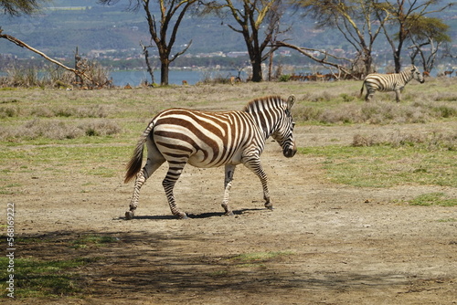 Kenya - Lake Naivasha - Crescent Island - Zebra  