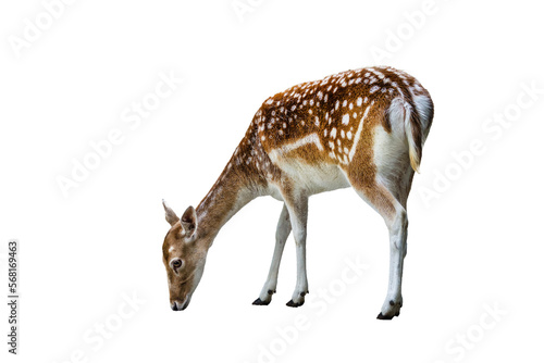 Fotografija European fallow deer female isolated (Dama dama)