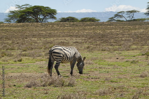 Kenya - Lake Naivasha - Crescent Island - Zebra  