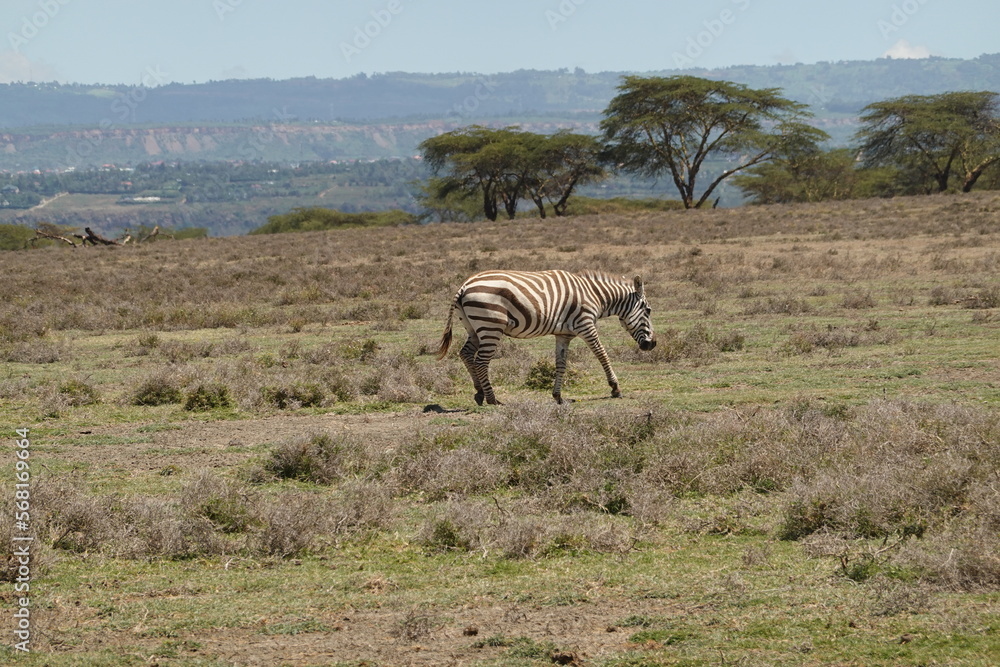 Obraz premium Kenya - Lake Naivasha - Crescent Island - Zebra