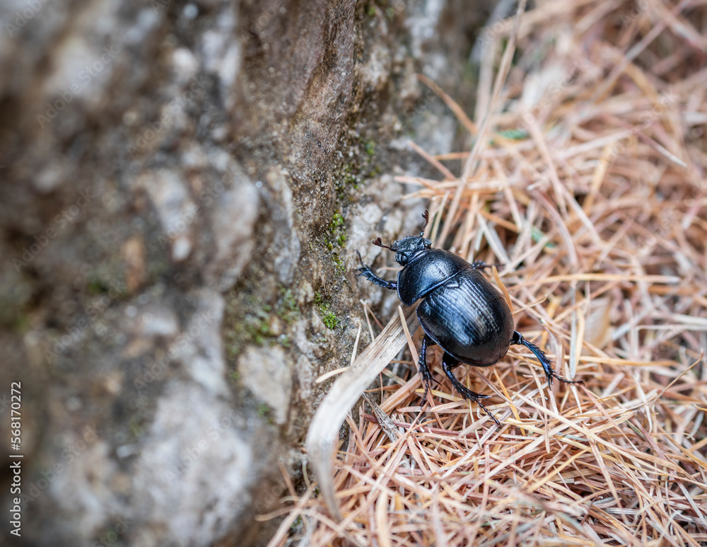 Mountain pine beetle in the Bucegi mountains, Romania. Mountain pine beetle in the Bucegi mountains, Romania.
