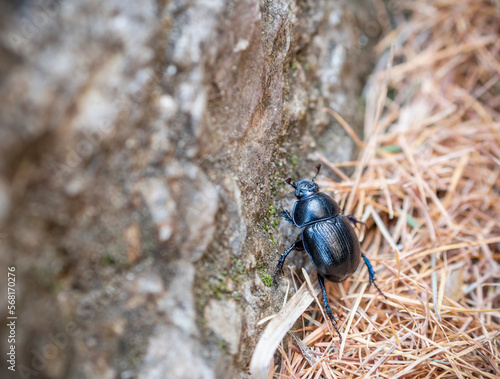 Mountain pine beetle in the Bucegi mountains, Romania.
