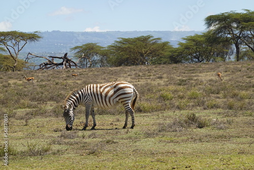 Kenya - Lake Naivasha - Crescent Island - Zebra  