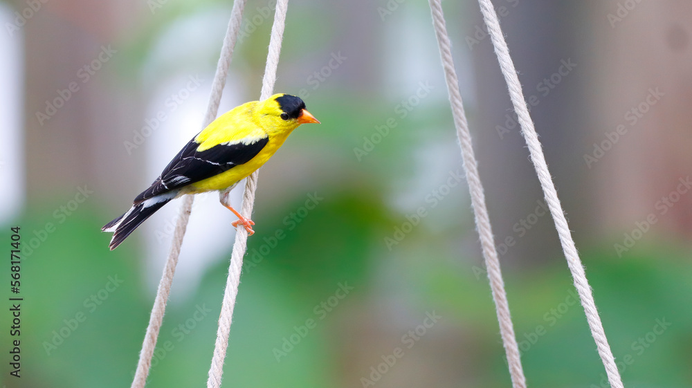 Fototapeta premium American Goldfinch Small Yellow and Black Finch Bird with Orange Beak and Green and Brown Background Pretty Spring Colorful Photo