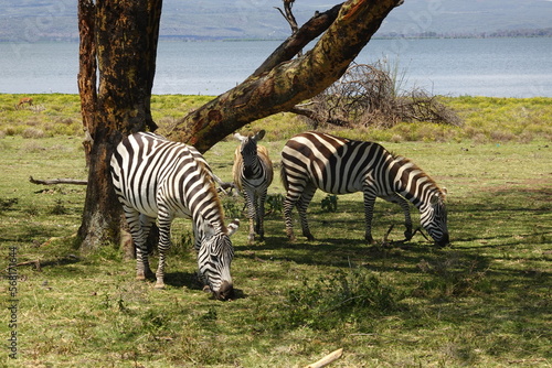 Kenya - Lake Naivasha - Crescent Island - Zebra  