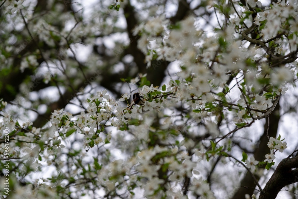 Buzzing bumblebees on the white flowers of flowering apple tree during spring. Slovakia Buzzing bumblebees on the white flowers of flowering apple tree during spring. Slovakia