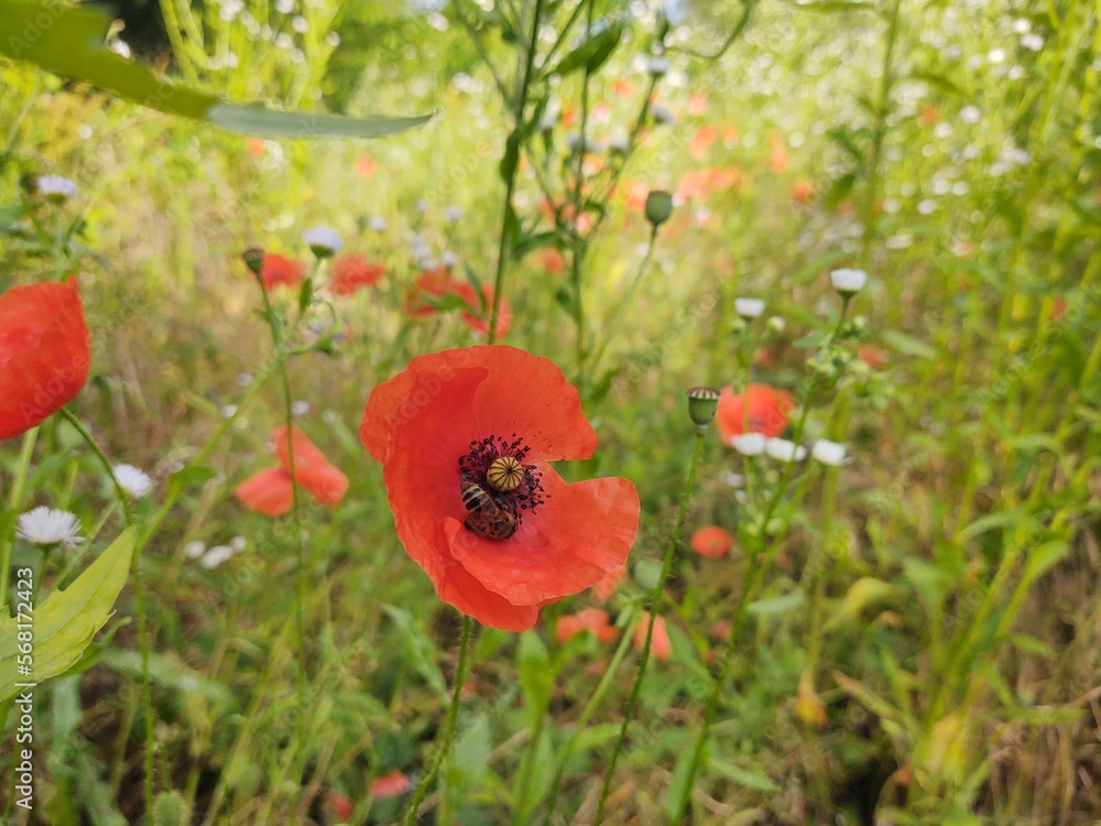 Fototapeta premium Honey bee on the flower