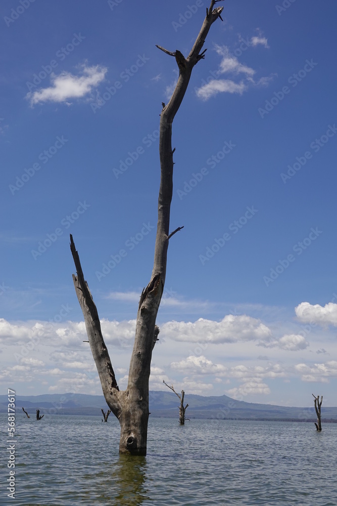 Kenya - Lake Naivasha - Crescent Island - boat view - various birds Kenya - Lake Naivasha - Crescent Island - boat view - various birds