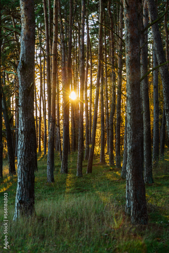 Naklejka premium Sunbeams through a pine forest