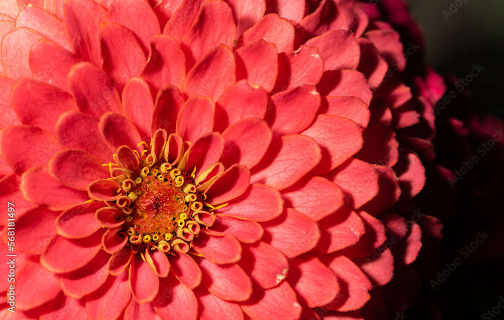 Zinnia, a red flower with dense petals in close-up. A magnificent ornamental flower in the garden.