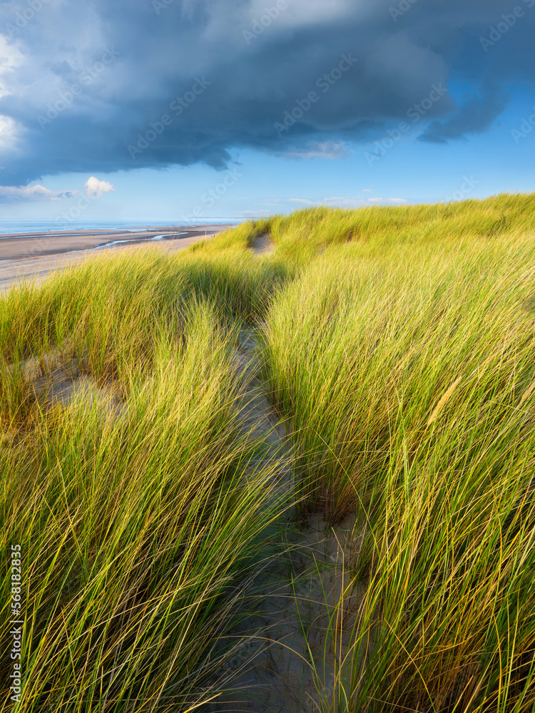 Grass on the sand. Soft light at sunset. A sandy shore at low tide. Travel image. Photography for design.