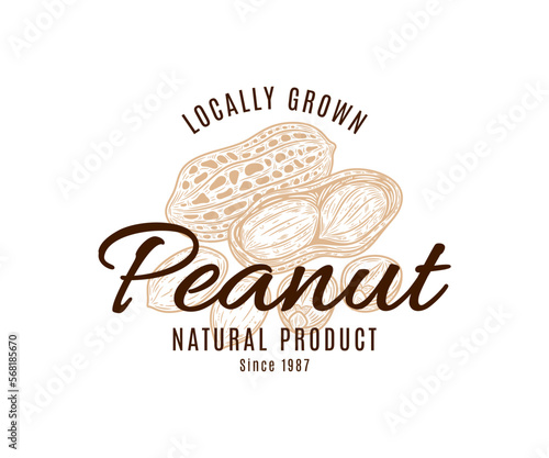 Vector hand-drawn peanuts label template, peanuts seeds and shells illustration