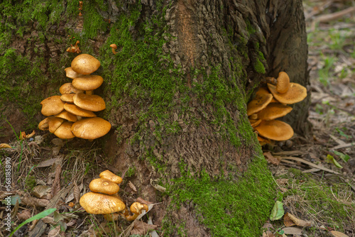 Fungus at the base of a tree trunk
