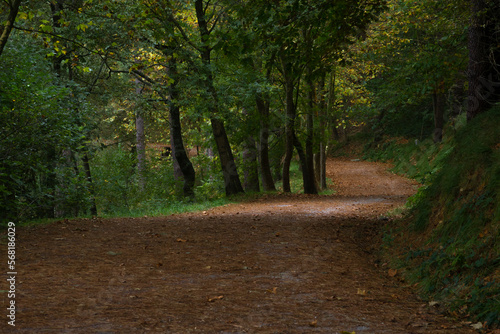 Lonely mountain track in the autumn time
