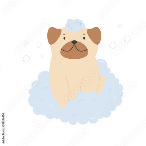 Cute happy pug sitting in a foam and bubbles. Vector illustration of a funny washing pet