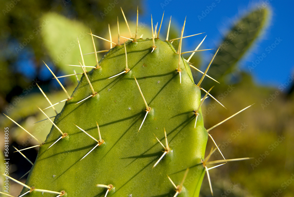 Nopal Cactus with prickly leaves. Nopal spikes. Nopal Cactus with prickly leaves. Nopal spikes.