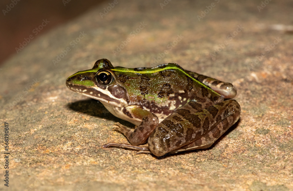 Obraz premium Common river frog (Amietia delalandii), also known as drakensberg river frog, or sani pass frog, a species of southern African river frog