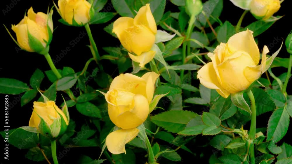 Roses Blossoms. Beautiful Time Lapse of Opening Yellow Roses Flowers on Black Background. 4K. Roses Blossoms. Beautiful Time Lapse of Opening Yellow Roses Flowers on Black Background. 4K.