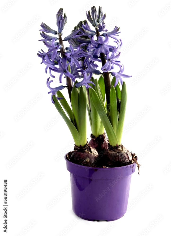 Fototapeta premium lila hyacinth spring flowers close up
