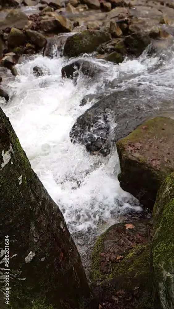 Spring water in the forest Spring water in the forest