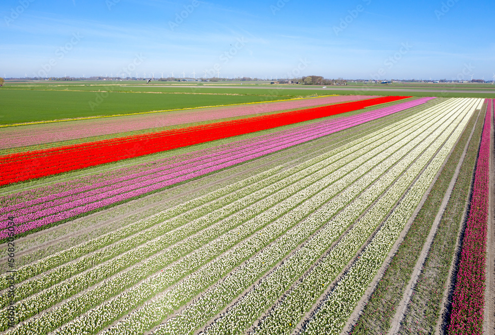 Drone view of a beautifully colored tulp fields in spring. Drone view of a beautifully colored tulp fields in spring.