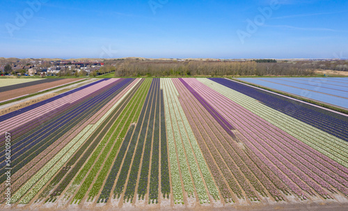 Drone view of a beautifully colored tulp fields in spring.