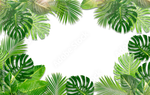 tropical leaves isolated  png file