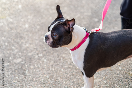 Fototapeta Naklejka Na Ścianę i Meble -  Boston Terrier dog standing in profile in the sunshine. She is wearing a pink collar and lead.