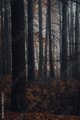 misty morning in the forest in autumn
