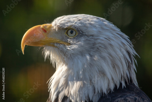 Abstract portrait of a bald eagle