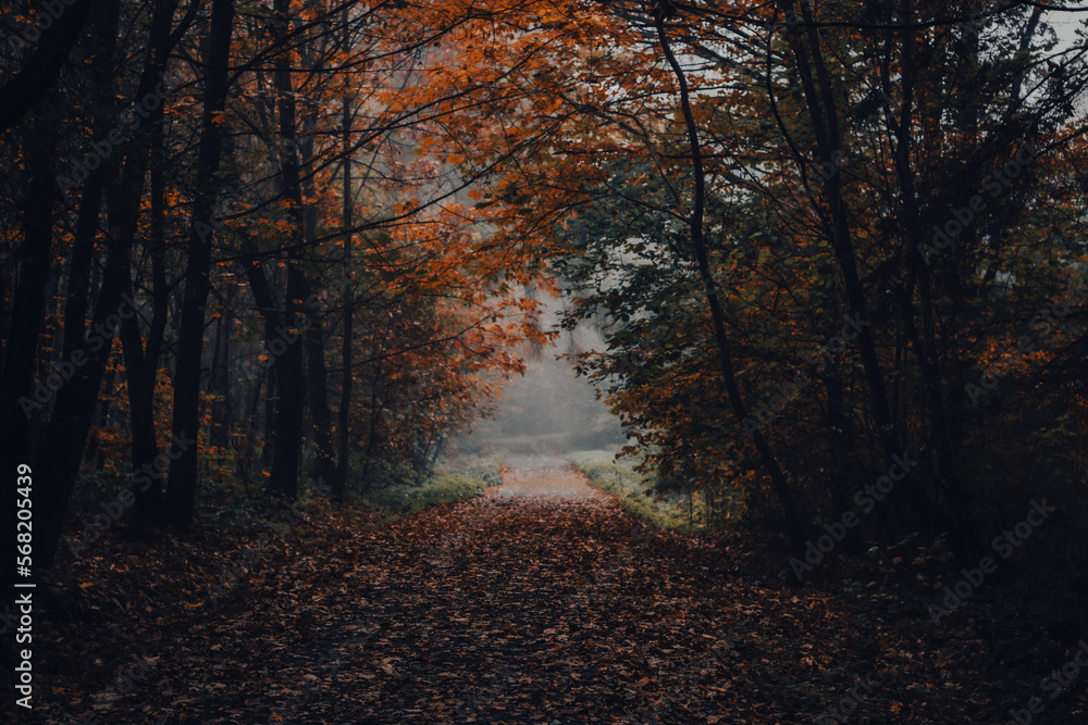 Fototapeta premium misty morning in the forest in autumn