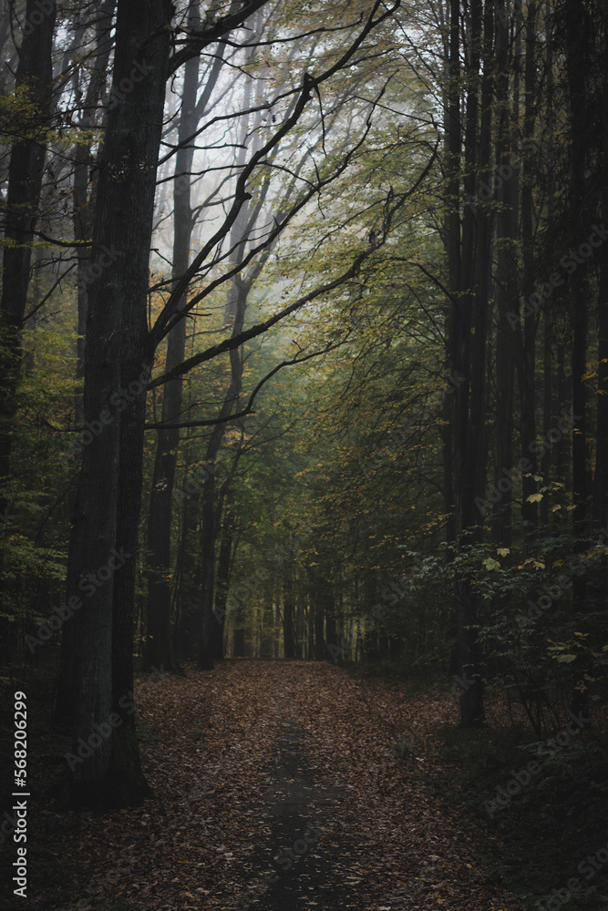 Fototapeta premium path in the autumn woods