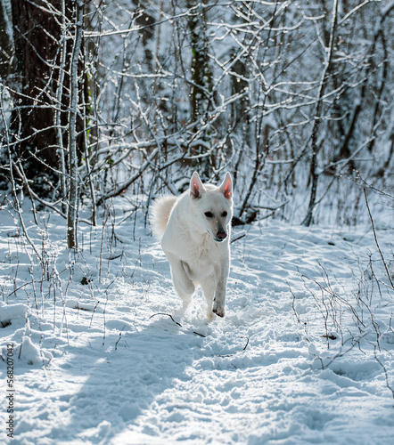 White Swiss Shepherd dog jumps in the winter forest in snow