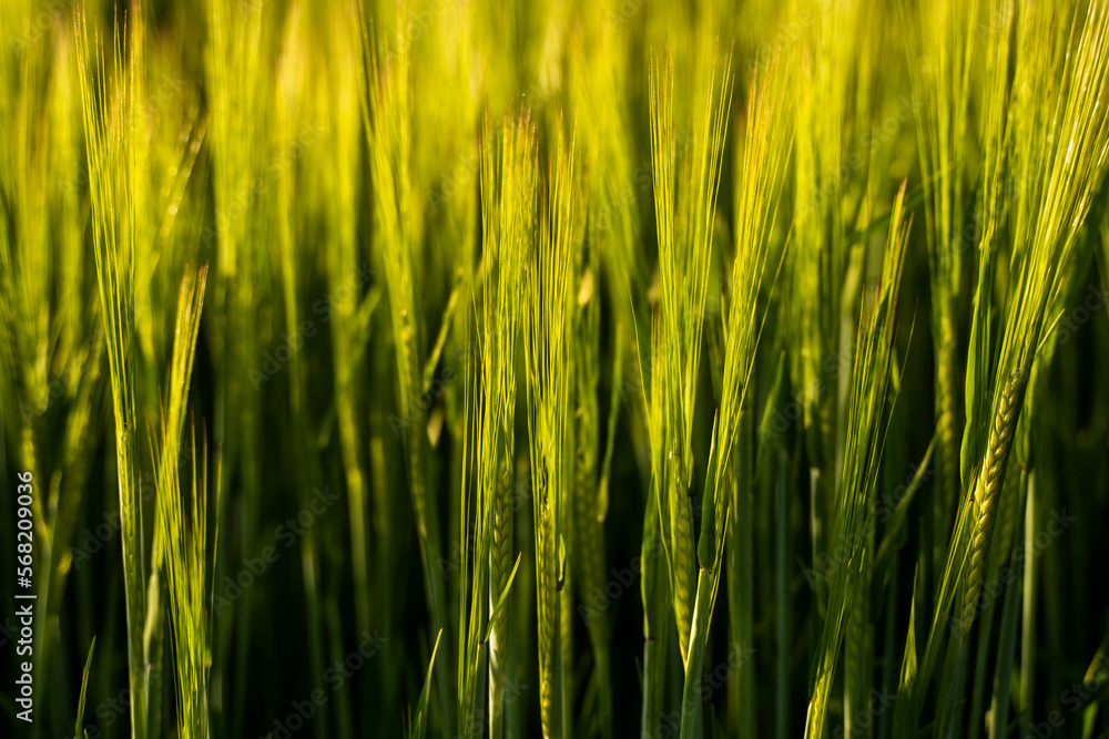 Obraz premium Green barley ear growing in agricultural field, rural landscape. Green unripe cereals. The concept of agriculture, healthy eating, organic food.