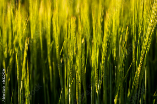 Green barley ear growing in agricultural field, rural landscape. Green unripe cereals. The concept of agriculture, healthy eating, organic food.