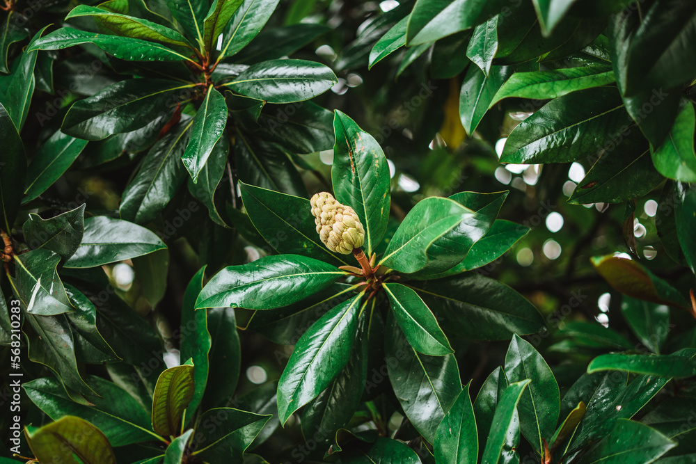 Seed and fruit of a magnolia tree with green leaves background Seed and fruit of a magnolia tree with green leaves background
