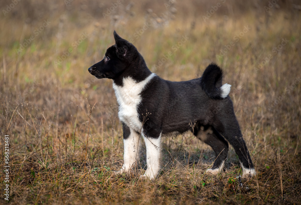 A puppy of a black dog of the Russo-European Laika breed stands in a clearing in dry grass. Selective focus. Hunting dogs.