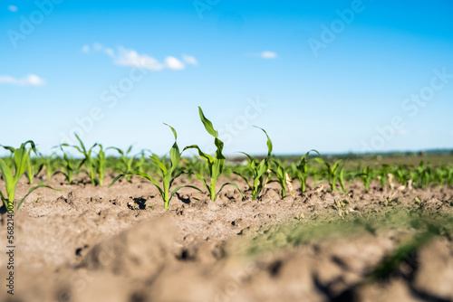 Close up young sprouts of corn maize on a cornfield. Agriculture, agricultural field. Growing sweet corn.