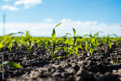 Young sprouts of corn maize on a agricultural field. Cornfield, farmland. Agriculture, agricultural field. Growing sweet corn.