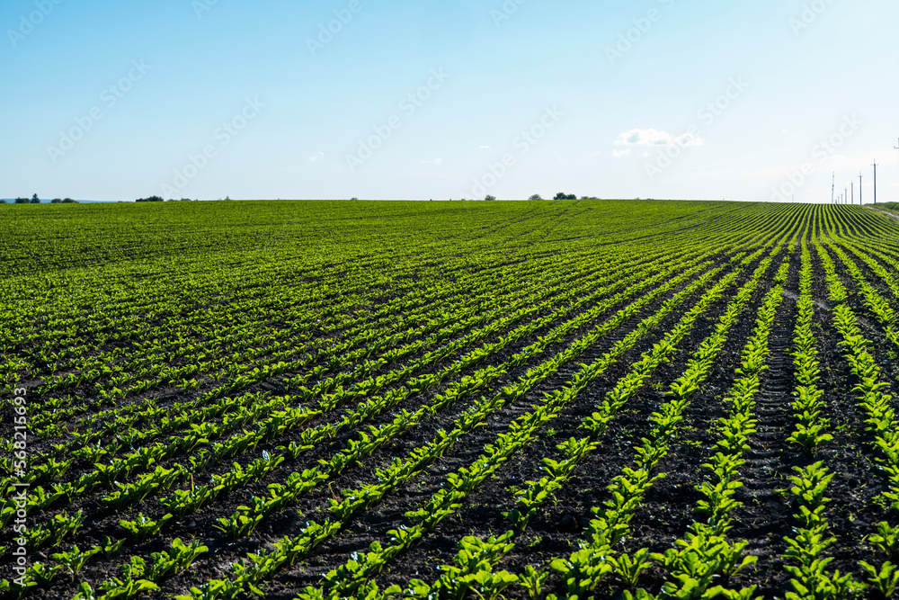 Rows of sugar beet field with leafs of young plants on fertile soil. Beetroots growing on agricultural field. The concept of agriculture, healthy eating, organic food.