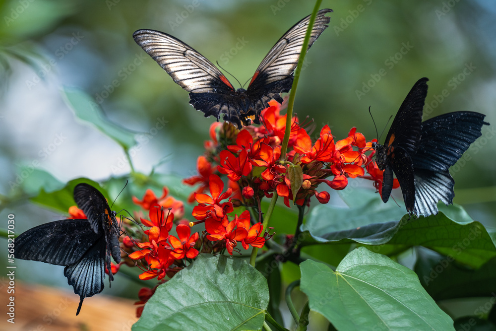 Fototapeta premium admiral butterfly