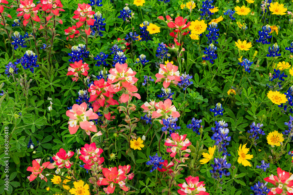 Texas field of wildflowers, mixed colors.