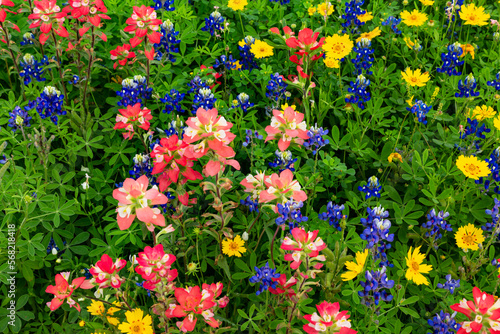 Texas field of wildflowers, mixed colors.