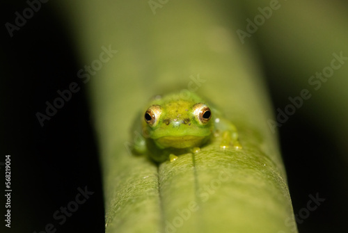 Water Lily Reed Frog (Hyperolius pusillus)